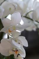 storczyk sztuczny w złotej doniczce