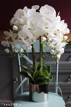 Silver Tonnet Small, storczyk w lustrzanej donicy, wys.74cm 