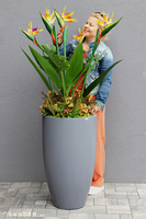 egzotyczna kompozycja w szarej donicy, Strelicja Fiberglass Grande Green, wym.162cm 