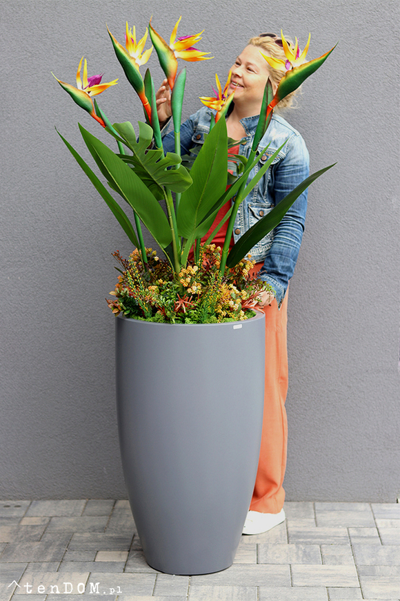 egzotyczna kompozycja w szarej donicy, Strelicja Fiberglass Grande Green, wym.162cm 