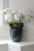 efektowny storczyk Grande Grey z paprocią w szarej donicy z fiberglass, wys.92cm