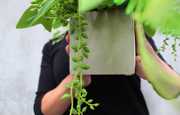 komplet 2 kompozycji w betonowych donicach z sukulentami Renno, wys.30cm