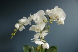Modern White storczyk w kremowej osłonce, wys.58cm