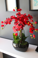 walentynkowy krwistoczerwony storczyk Red Fire w czarnej donicy, wys.55cm