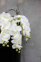 ogromny storczyk Design Black Grande w donicy, wys.174cm