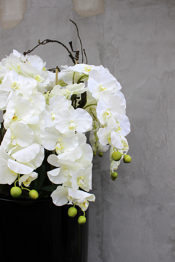 ogromny storczyk Design Black Grande w donicy, wys.174cm