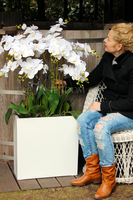 duży storczyk Marco Grande, wys. ok.120cm 