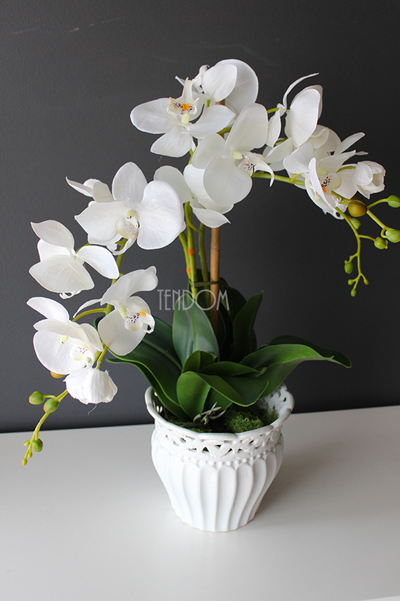 Palomina kremowy storczyk w ażurowej donicy, wys.50cm