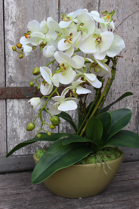 Ballano Green storczyk w zielonej podłużnej donicy wys.58cm 