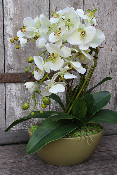 Ballano Green storczyk w zielonej podłużnej donicy wys.58cm 