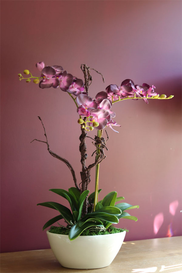 Bellato New, wysoki fioletowy storczyk, wys.72cm