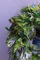 bardzo duży zielony wianek na drzwi, Monstera Jungle Leaves, śr.75cm