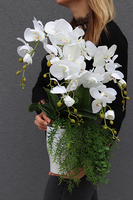 Millatta, elegancki storczyk ze zwisem, wys.52cm 