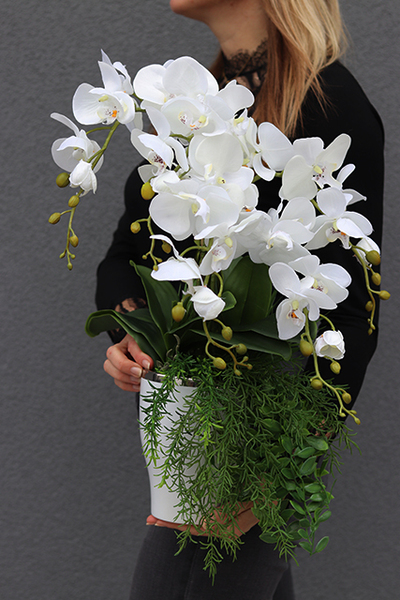 Millatta, elegancki storczyk ze zwisem, wys.52cm 