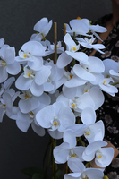 Naomi, elegancki storczyk glamour w lustrzanym naczyniu, wys.78cm