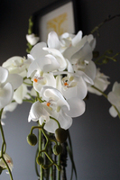 efektowny storczyk Fiberglass Grande Black Shine w czarnej donicy, wys.85cm 