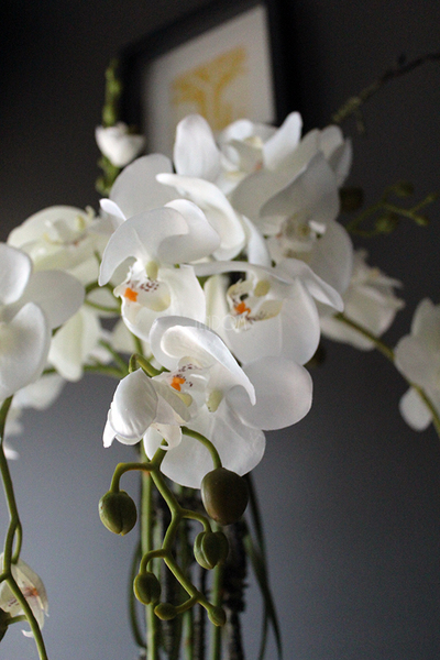 efektowny storczyk Fiberglass Grande Black Shine w czarnej donicy, wys.85cm 