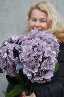 bukiet sinofioletowych hortensji wys.81cm