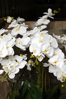 duży storczyk Marco Grande, wys. ok.120cm 