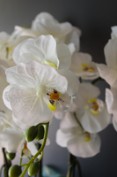 Srebrny Apartament średni storczyk w eleganckim metalowym naczyniu wys.70cm