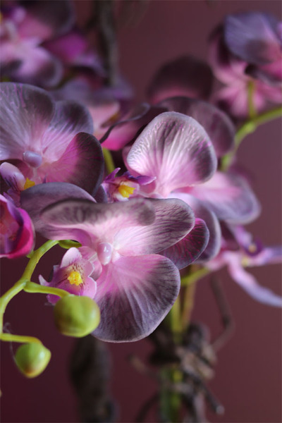 Bellato New, wysoki fioletowy storczyk, wys.72cm