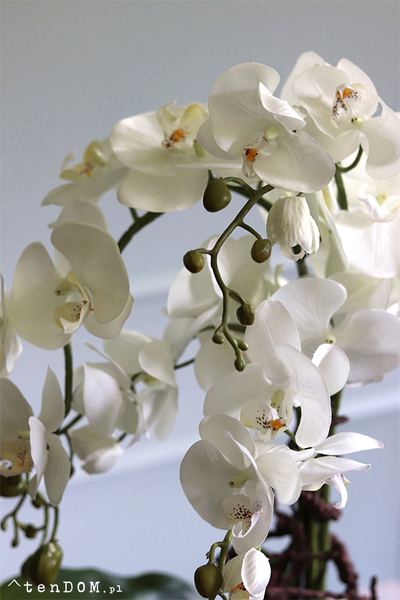 elegancki storczyk w srebrnej donicy glamour, Raja Big, wys.68cm