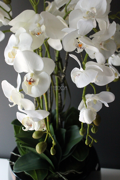 efektowny storczyk Fiberglass Grande Black Shine w czarnej donicy, wys.85cm 