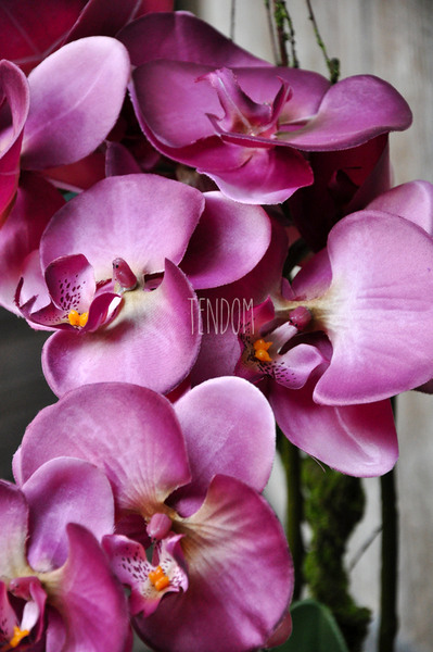 sztuczny storczyk Restretto w kolorze ciemnego brudnego różu, wys.60cm