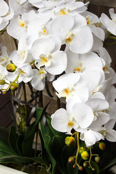 duży storczyk Marco Grande, wys. ok.120cm 