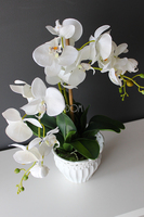 Palomina kremowy storczyk w ażurowej donicy, wys.50cm