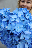 bukiet błękitnych hortensji Niebo, dł.70cm