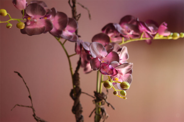 Bellato New, wysoki fioletowy storczyk, wys.72cm