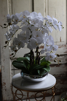 Glass Silver Mirroso, efektowny storczyk w srebrnej misie, wys.61cm 