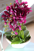 Biskupi, fioletowy storczyk w donicy glamour, wys.58cm