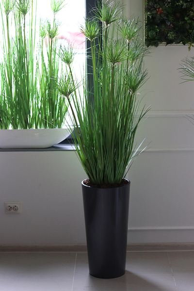 efektowna kompozycja ze sztucznych traw, Papirus Ordonia, wys.164cm