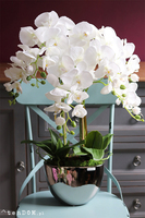 Cinderella Deluxe, elegancki storczyk w lustrzanej donicy, wys.70cm 