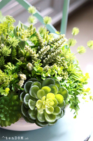 Encarna Gerrano, kompozycja sukulenty w białej misie, wym.25x35cm