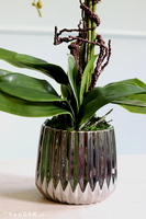 elegancki storczyk w srebrnej donicy glamour, Raja Big, wys.68cm