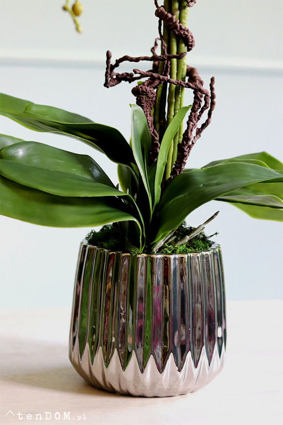 elegancki storczyk w srebrnej donicy glamour, Raja Big, wys.68cm