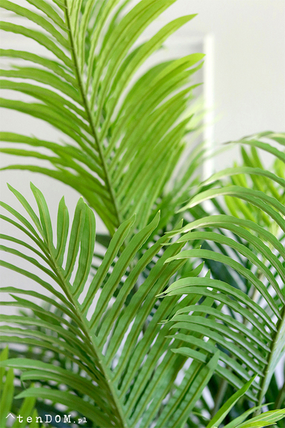 Areca Concrete, wysokiej jakości sztuczna palma w betonowej donicy, wys.190cm