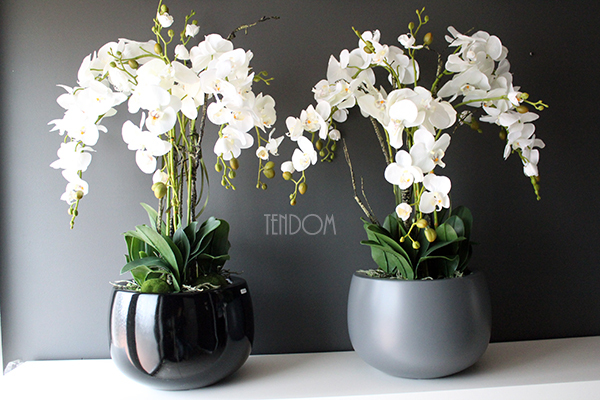 efektowny storczyk Fiberglass Grande Black Shine w czarnej donicy, wys.85cm 