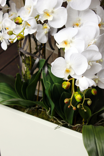 duży storczyk Marco Grande, wys. ok.120cm 