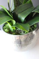 Srebrny Apartament najmniejszy storczyk w eleganckim metalowym naczyniu wys.ok.70cm