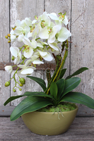 Ballano Green storczyk w zielonej podłużnej donicy wys.58cm 