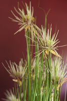 Marieta, sztuczna trawa z kwiatostanami, wys.130cm