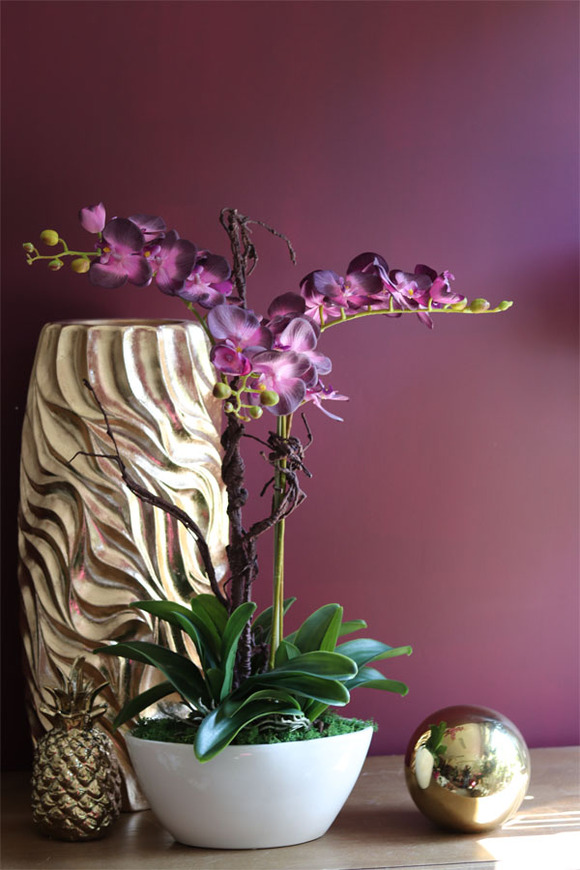 Bellato New, wysoki fioletowy storczyk, wys.72cm