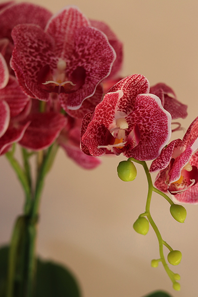 Żanette, elegancki storczyk w srebrnej donicy, wys.55cm