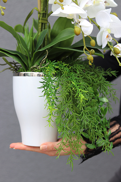 Millatta, elegancki storczyk ze zwisem, wys.52cm 