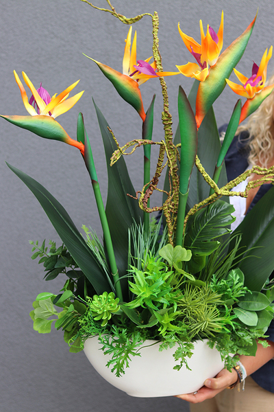 Big Laos Sukulenty & Strelicja Short, egzotyczna kompozycja w białej donicy, wys.82cm