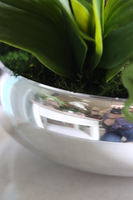 Glass Silver Mirroso, efektowny storczyk w srebrnej misie, wys.61cm 